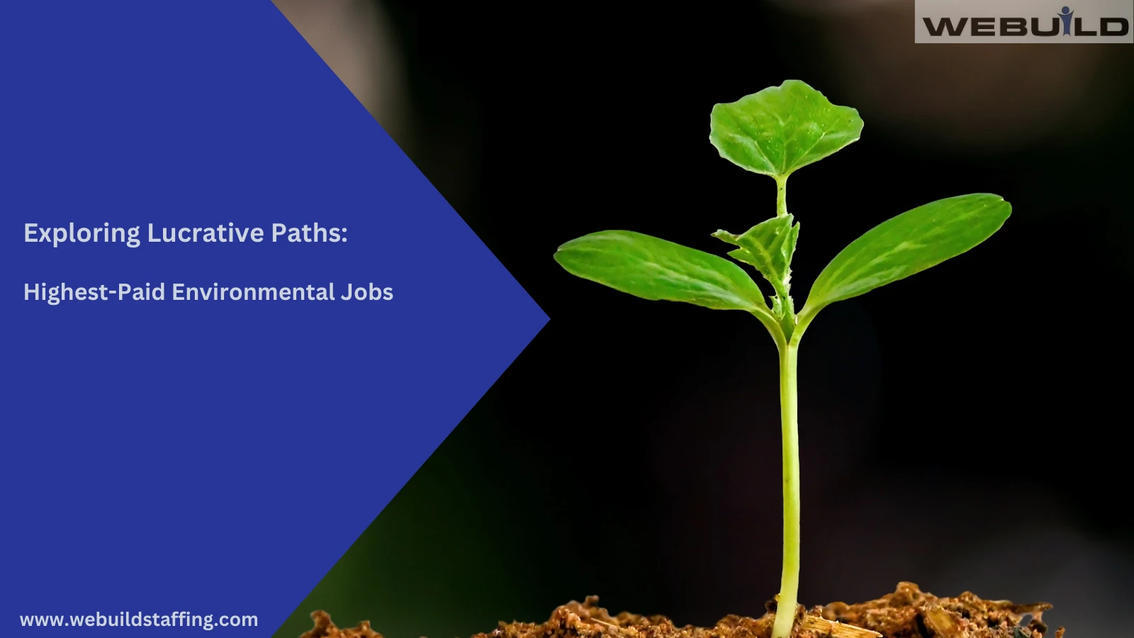 exploring-lucrative-paths:-highest-paid-environmental-jobs